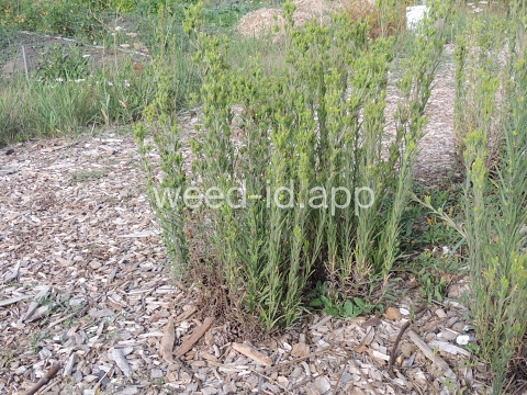 tarweed, cluster